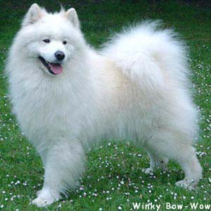 Mistral yukon Of Winky Bow-Wow
