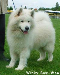 Mistral maïtouk Of Winky Bow-Wow